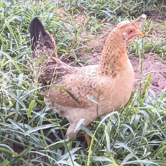 Bits and Pieces - Picture 11 of 12